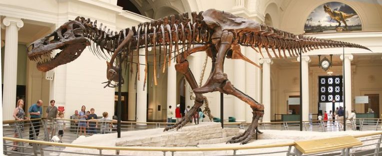 Maior fóssil de Tiranossauro Rex é encontrado nos EUA